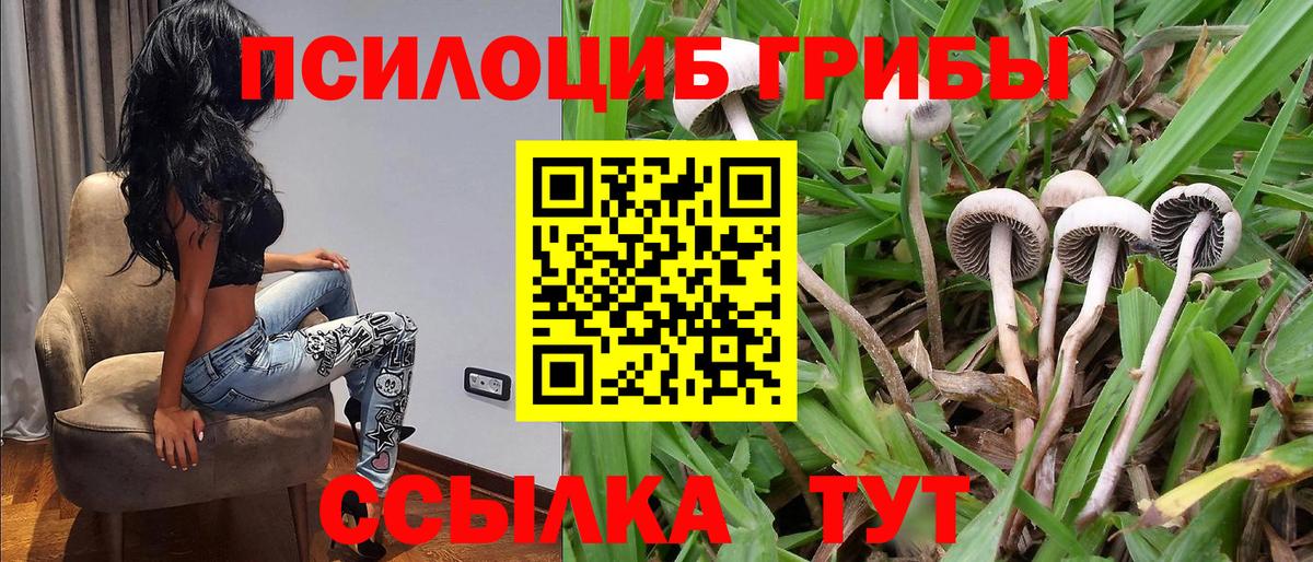 Псилоцибиновые грибы Psilocybe Беслан